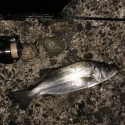 今年烏賊釣れんの？？