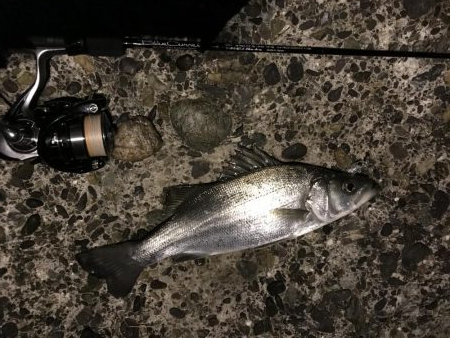 今年烏賊釣れんの？？