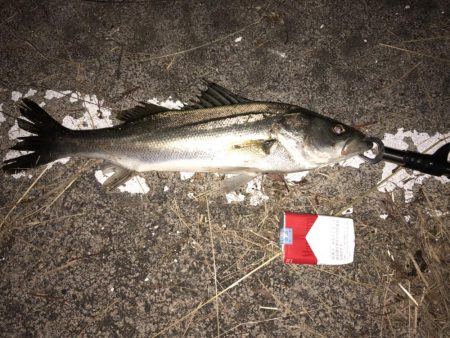 シーバスのウキ釣り