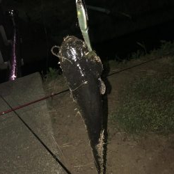 石川県 木場潟ナマズ釣行