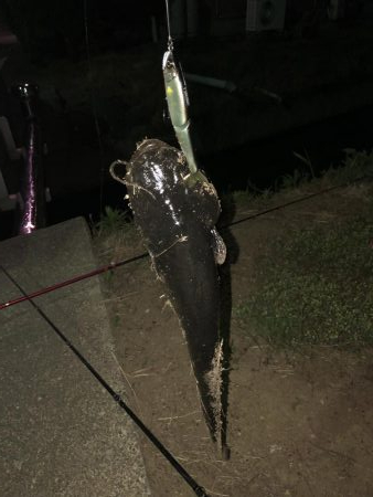 石川県 木場潟ナマズ釣行