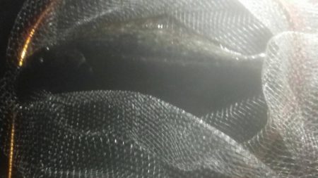 アオリイカ狙いでヒラメ