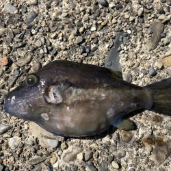 青物無しのライトゲーム