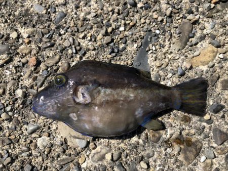 青物無しのライトゲーム