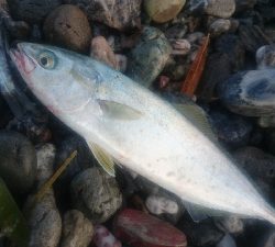 仁淀川河口周辺サーフ ライトショアジギング