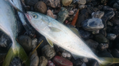 仁淀川河口周辺サーフ ライトショアジギング…