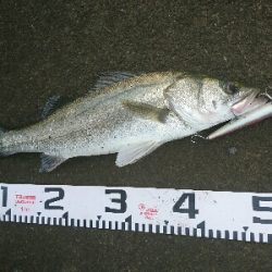 台風前の朝マズメトップゲーム