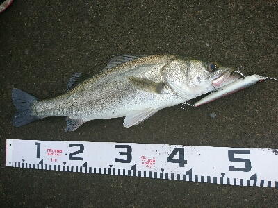 台風前の朝マズメトップゲーム