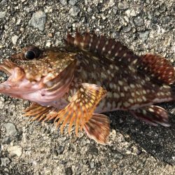 ガシラ入れ食い!