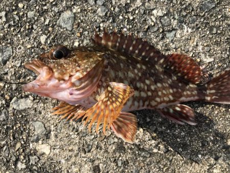 ガシラ入れ食い！