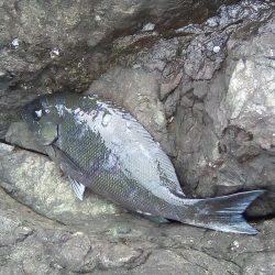 磯で初フカセ。