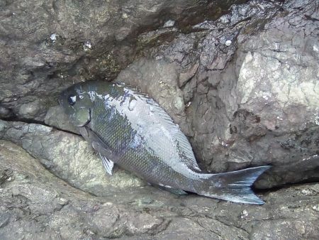 磯で初フカセ。