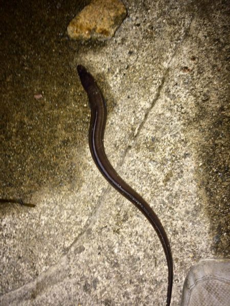 活性が良く数が釣れました