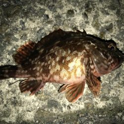 夜釣りなのに。