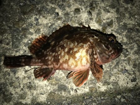 夜釣りなのに。