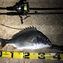 淀川チニング&持ち主探してます!