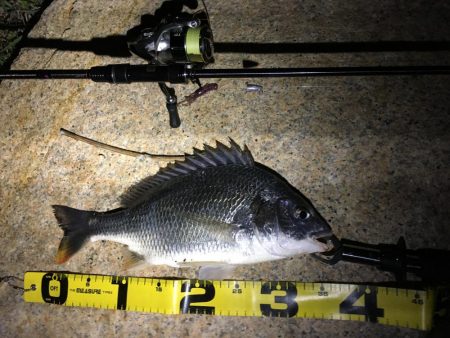 淀川チニング&持ち主探してます！