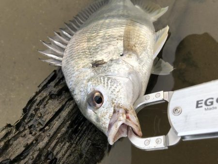 謎のアクション