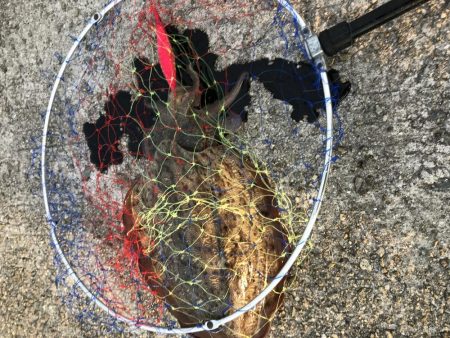 今年初イカゲッツ。