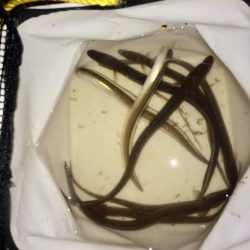 今日は良く当たりがあった