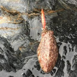 コウちゃんならおります