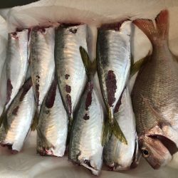 初陸っぱり投稿