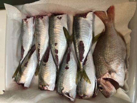 初陸っぱり投稿