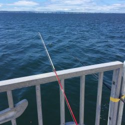 小鯖の飲ませ釣り