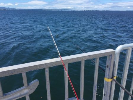 小鯖の飲ませ釣り