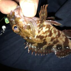 朝まずめ数釣りメバリング