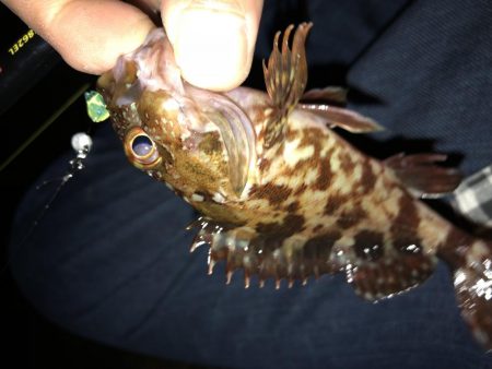 朝まずめ数釣りメバリング