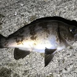 タコ狙いからの〜