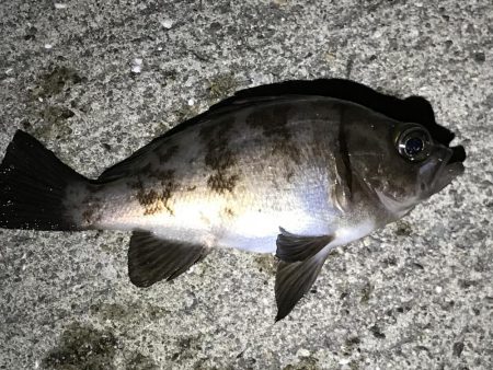 タコ狙いからの〜