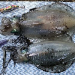 アオリ高活性!!