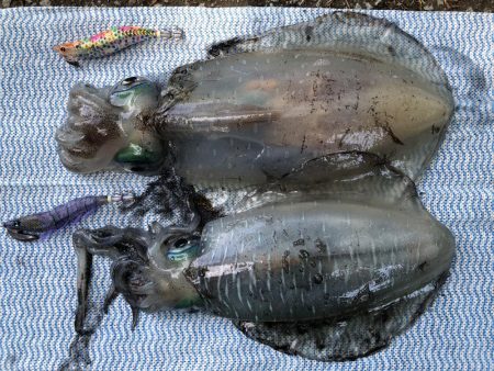 アオリ高活性！！