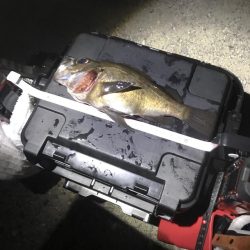 梅雨メバリング