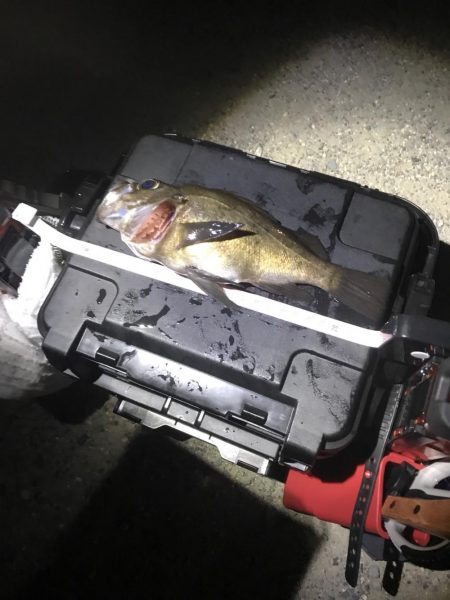 梅雨メバリング