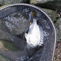 チヌ高活性！しかし…