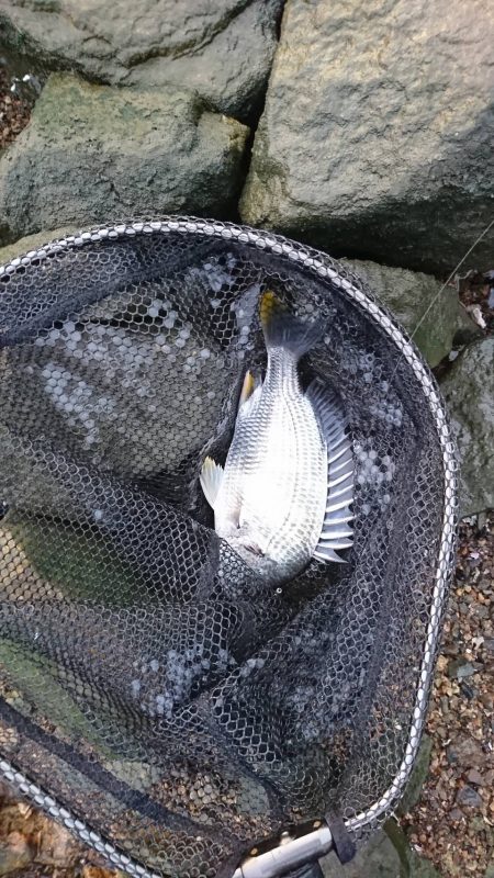 チヌ高活性！しかし…