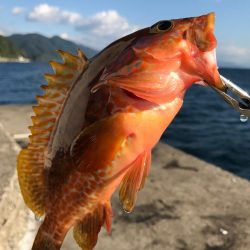 根魚狙い