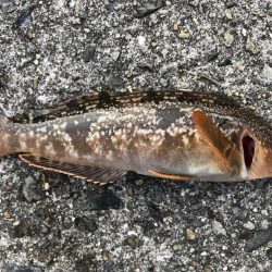 今日の釣果は。