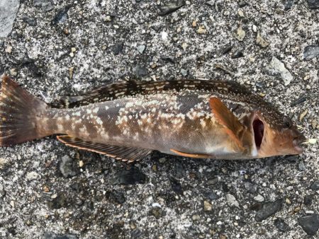 今日の釣果は。