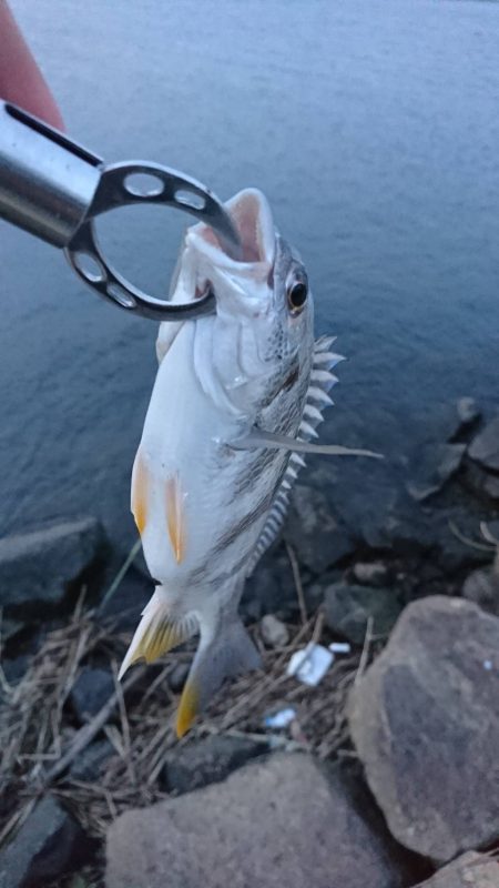 チヌは元気でも...