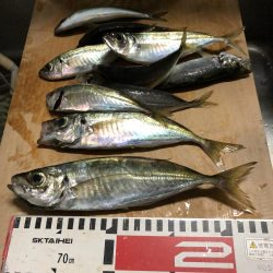 アジ釣り㊄