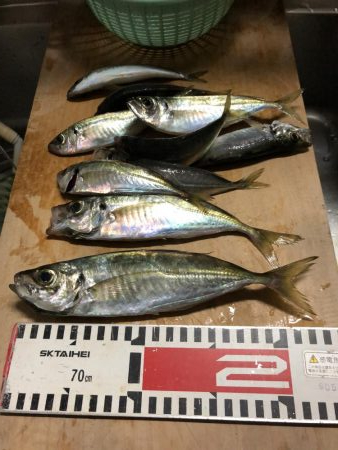 アジ釣り㊄