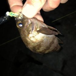 連日メバリング