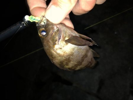 連日メバリング