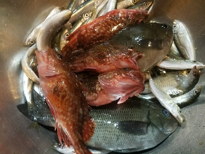 イワシ釣り　～水潮気味だがイイ感じ～