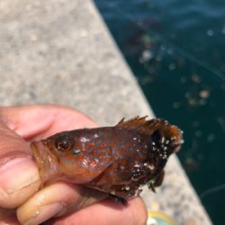 親父たちの釣行 舞鶴代2弾