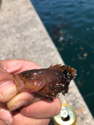 親父たちの釣行 舞鶴代2弾